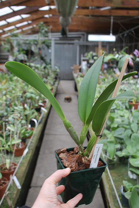 Cattleya warscewiczii.jpg