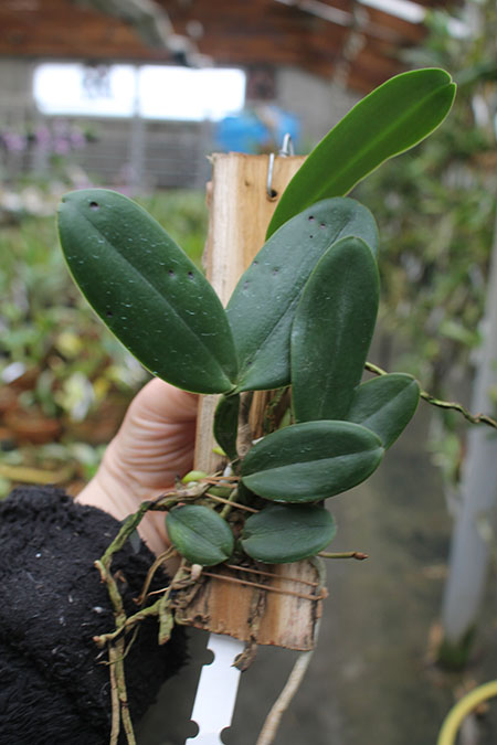 Cattleya Whitei coerulea.jpg
