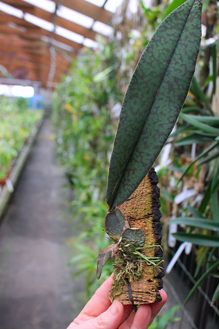 Oncidium kramerianum.jpg