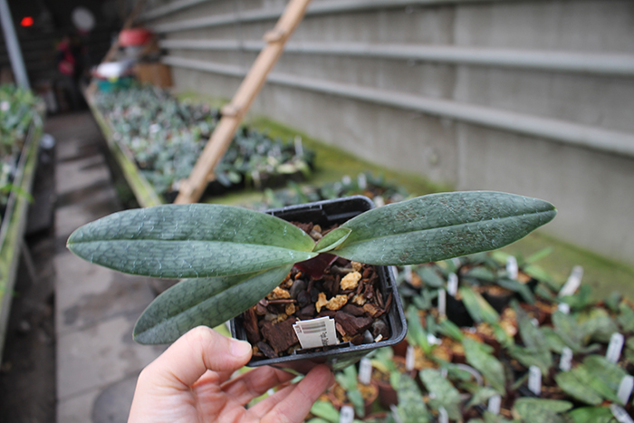 Paphiopedilum Dellaina x Pinocchio Alba.jpg