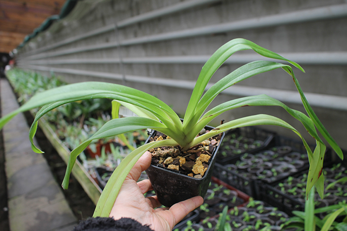 Phragmipedium Franz Glanz (richteri x besseae).jpg