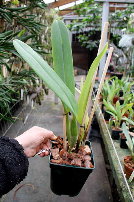 Cattleya labiata punctata x Cattleya labiata punctata (quase concolor) 'AWZ'.jpg