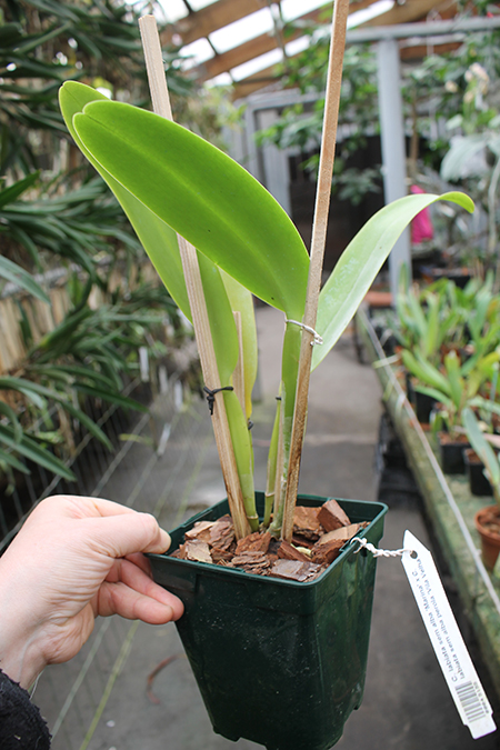 Cattleya labiata semi alba 'Marina' x Cattleya labiata semi alba perola 'Vila Velha'.jpg