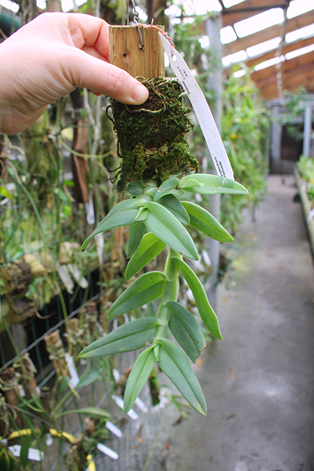 Epidendrum medusae.jpg