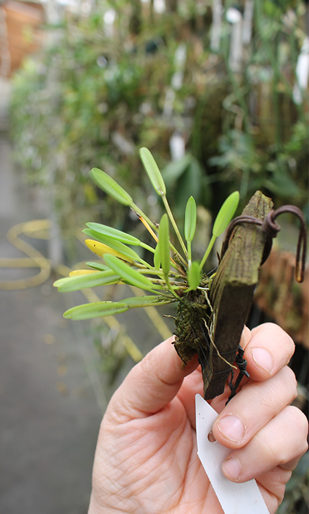 Pleurothallis sonderana.jpg