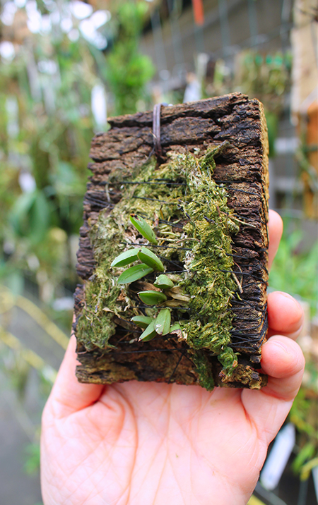 Pleurothallis sarracenia.jpg