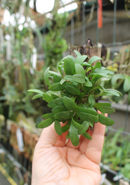 Pleurothallis grobyi.jpg