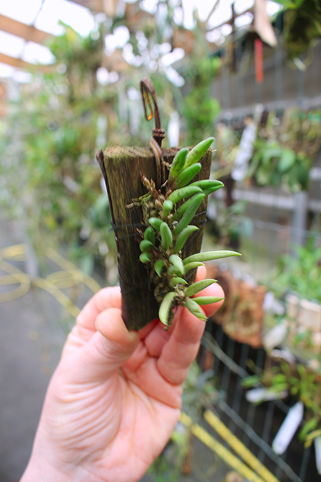 Pleurothallis leptotifolia.jpg