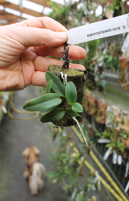 Sophronitis brevipedunculata.jpg