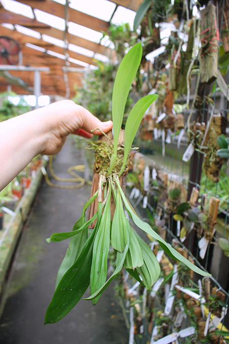 Dracula chimaera.jpg