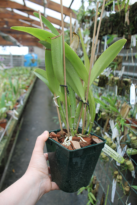 Cattleya trianae alba XXXX x Cattleya trianae amoena 'Rainha'.jpg