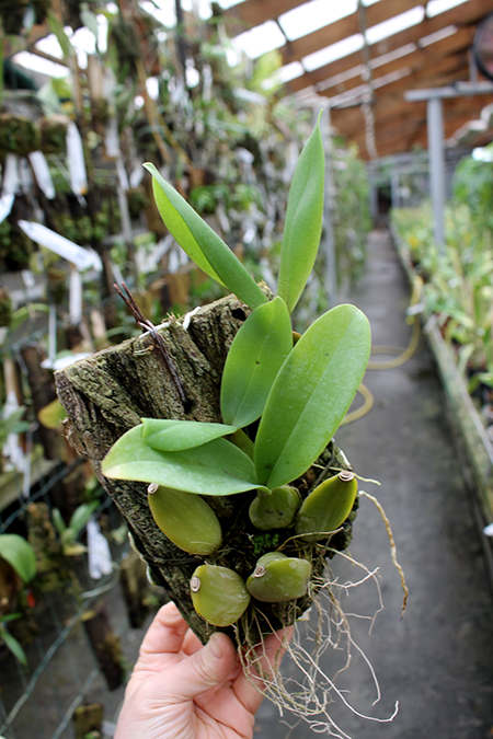 Bulbophyllum purpureorhachis.jpg