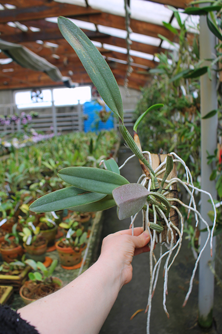 Cattleya lueddemanniana escura x Cattleya lueddemanniana 'America'.jpg