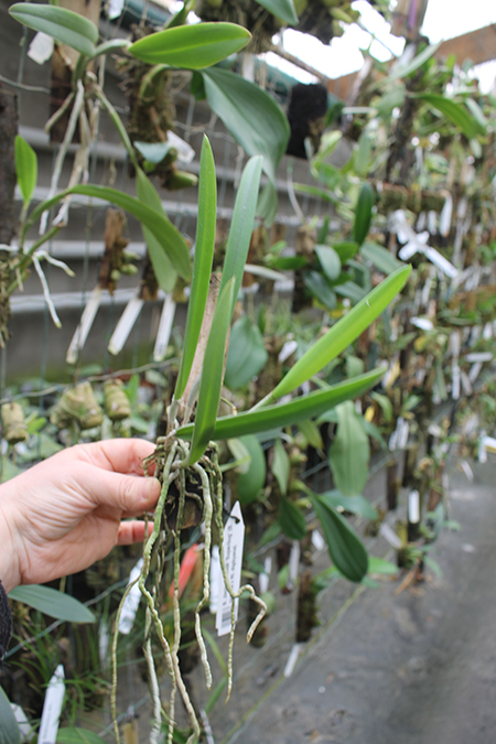 Brassavola Jiminy Cricket 'Superbug' (Brassavola nodosa x Rhyncholaelia digbyana).jpg