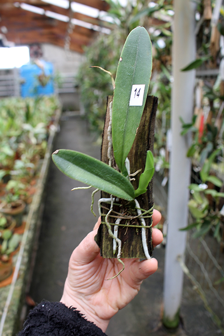 Laeliocattleya Magic Bell 'New Trick'.jpg
