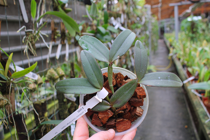 Cattleya schilleriana 'Daniel Endringer' x schilleriana 'Sublime'.jpg