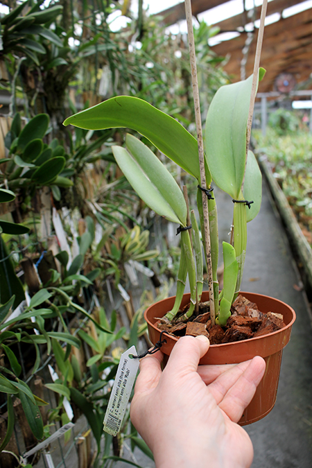 Cattleya warneri semi alba (boa forma) x Cattleya warneri semi alba 'Rubi'.jpg