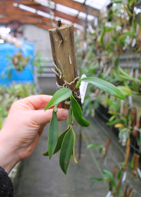 Sophrocattleya Candy Ball.jpg