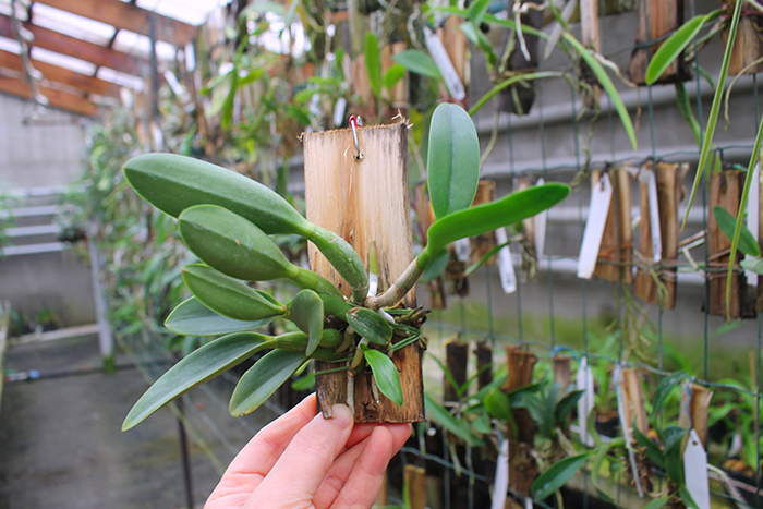 Cattleya Jairak Dolly.jpg