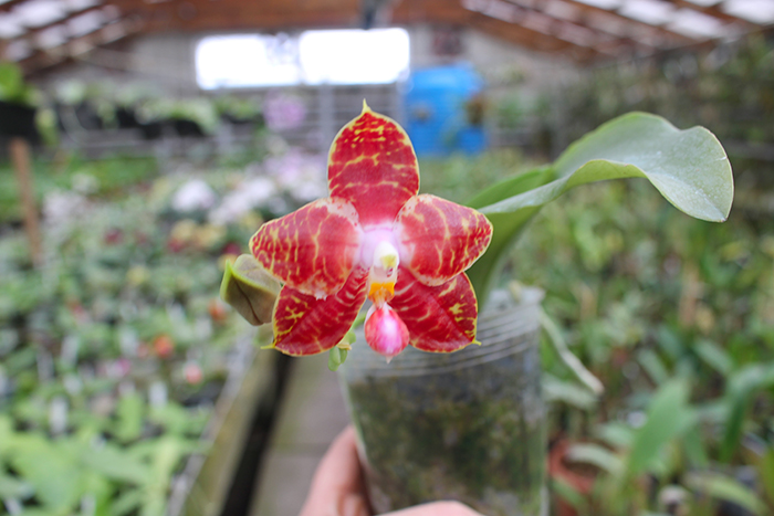 Phalaenopsis Yaphon Nicegirl x Zheng Min Tyrannosaurus.jpg