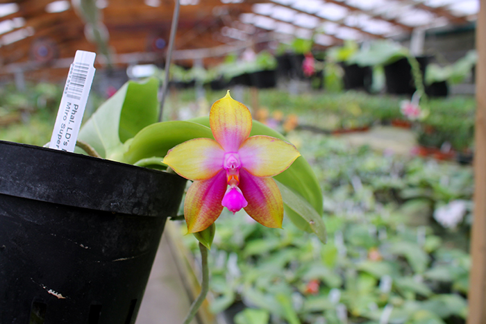 Phalaenopsis LD's Bear King 'YK-14' x Miro Super Star.jpg