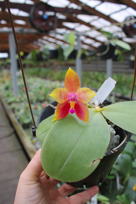 Phalaenopsis LD's Bear King 'YK-14' x Miro Super Star.jpg