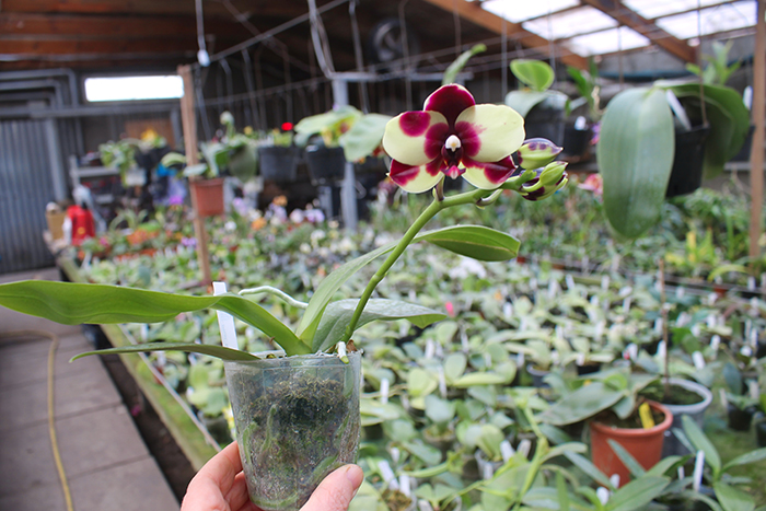 Phalaenopsis Mituo Diamond 'Panda'.jpg