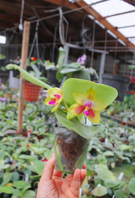 Phalaenopsis LD's Bear King 'YK-14' x Miro Super Star.jpg