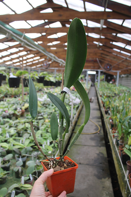 Brassolaeliocattleya Suzuki's Yellow Flare.jpg