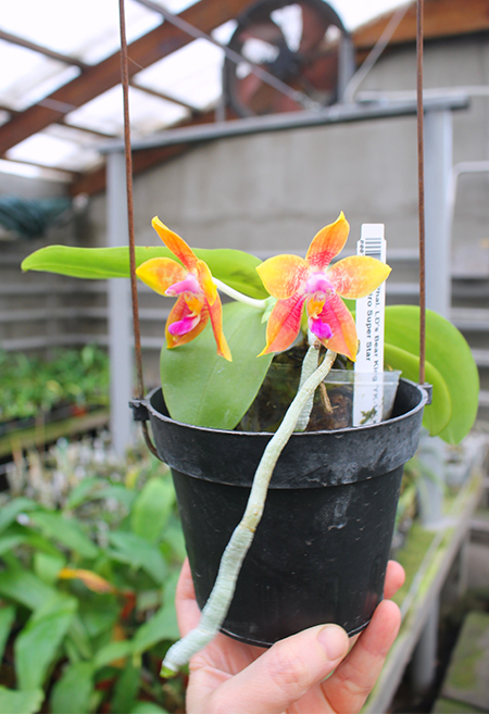 Phalaenopsis LD's Bear King 'YK-14' x Miro Super Star.jpg