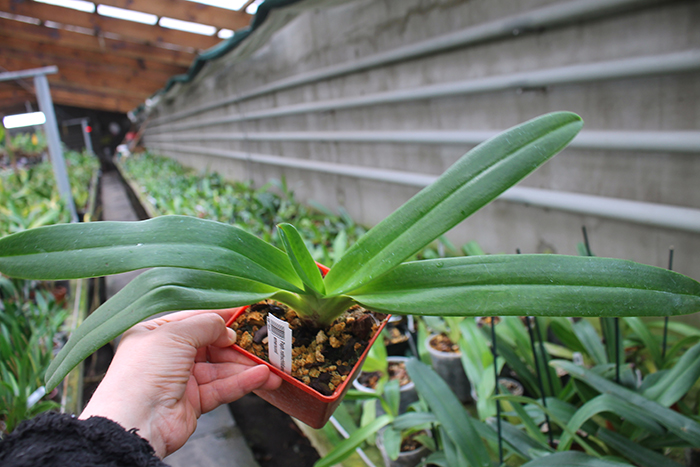 Paphiopedilum rothschildianum x emersonii.jpg