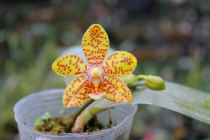 Phalaenopsis gigantea x Tying Sin Popularity.jpg