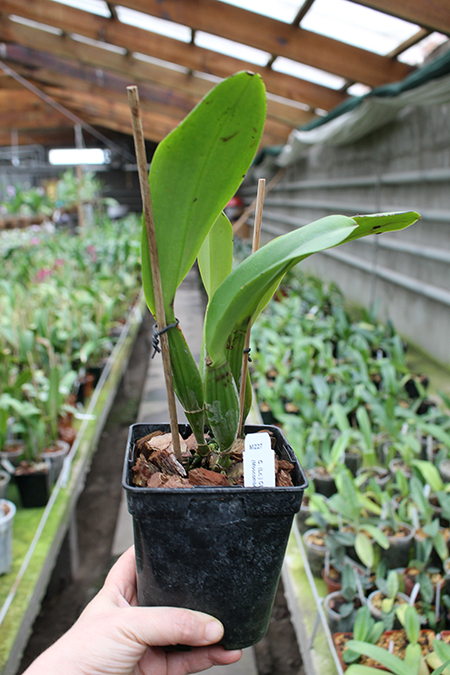 Laeliocattleya Chan Hsiu Jewel 'San Mei'.jpg