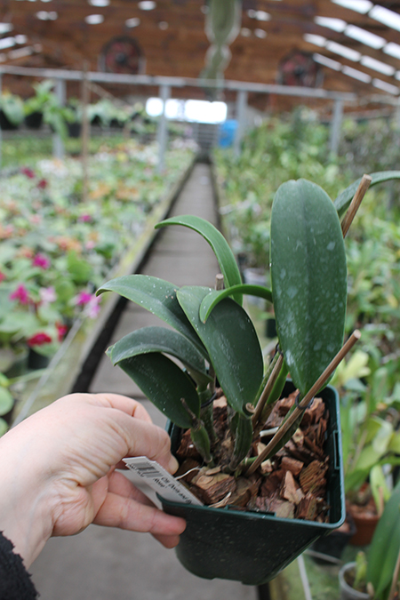 Cattlianthe Doris and Byron 'Christmas Rose'.jpg