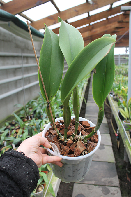 Laeliocattleya Chyong Guu Swan 'Ruby Lip'.jpg