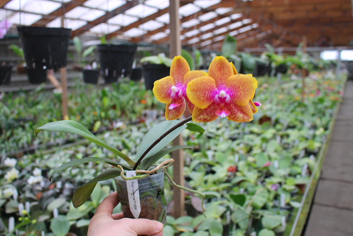 Phalaenopsis Sogo Lawrence.jpg