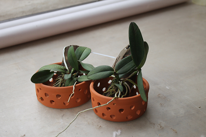 Cattleya schilleriana coerulea 'Caliman' x coerulea 'Gilson'.jpg