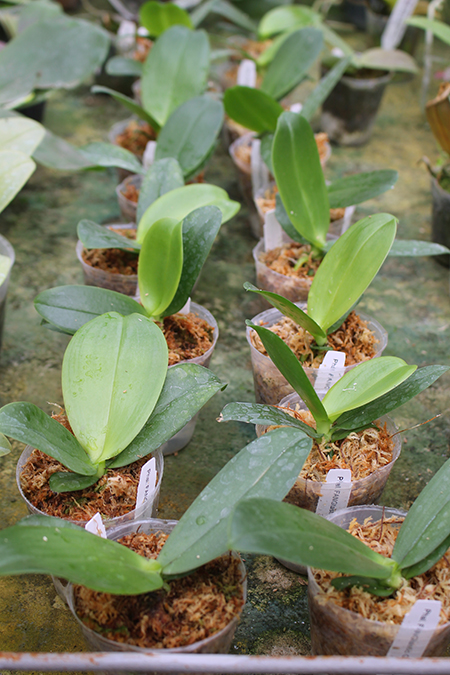 Phalaenopsis FANGtastic Green Envy.jpg