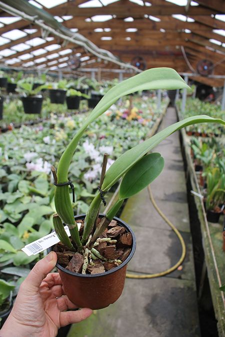 Brassolaeliocattleya Memoria Tiang 'Pipob'.jpg