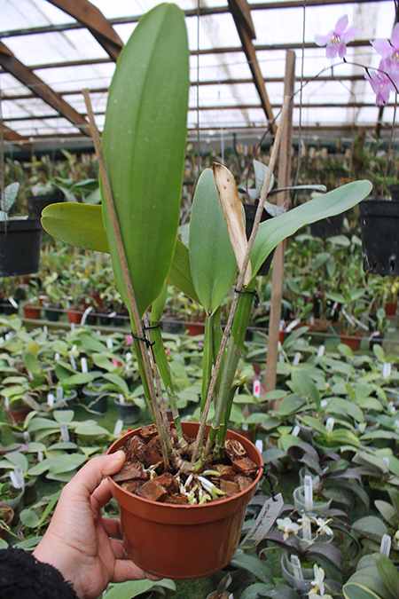 Potinara Susan Fender 'Cover Girl'.jpg