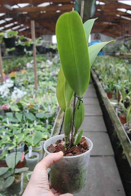 Cattleya dowiana x Schomburgkia splendida.jpg