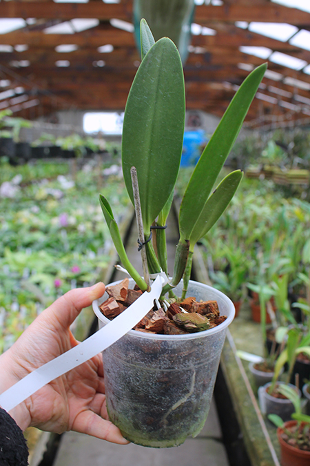 Cattleya eldorado tipo XXX x Cattleya eldorado rubra.jpg