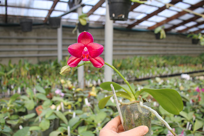 Phalaenopsis Mituo Sun 'Mituo #1' x Ld's Bear King 'YK-10'.jpg