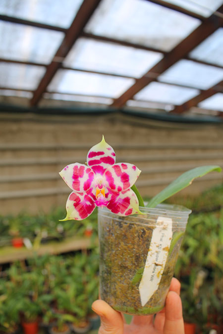 Phalaenopsis KS Super Zebra 'WR‘ (clone).jpg