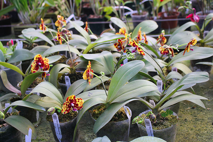 Phalaenopsis Mituo Diamond 'B-B'.jpg