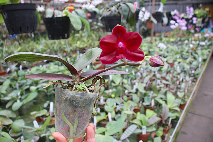 Phalaenopsis Mituo Sun 'Mituo#2' x Mituo King Bellina.jpg