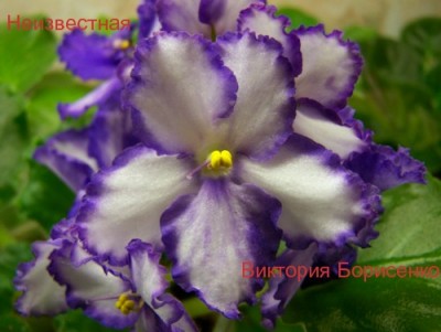 Неизвестная оказалась Милой Сюзанной Макуни