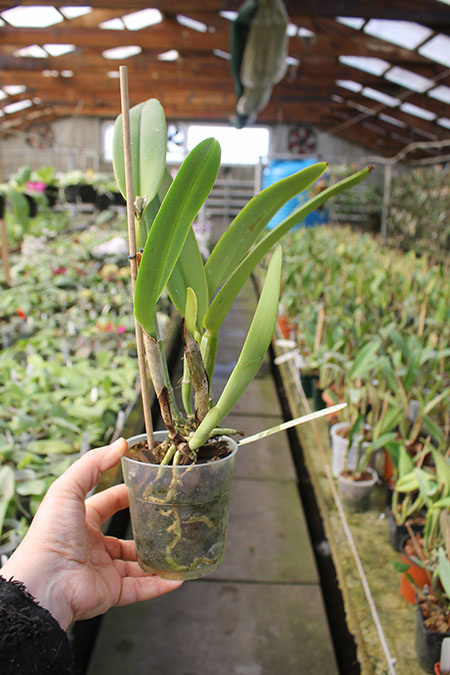 Cattleya maxima tipo select x sib.jpg