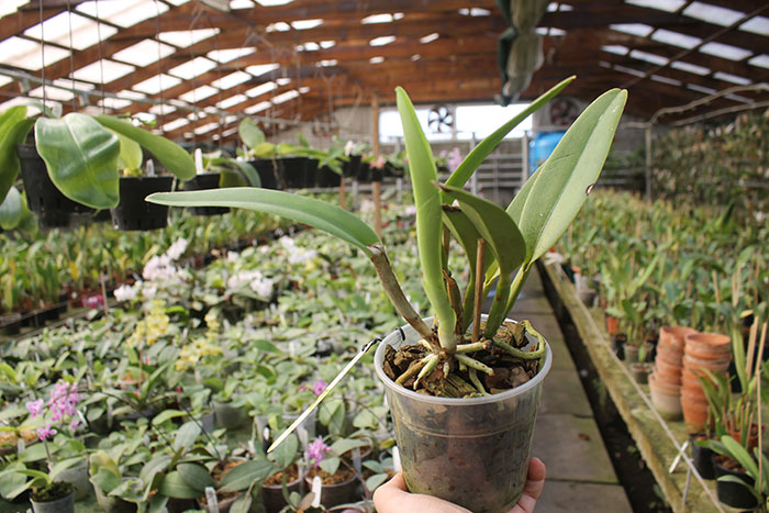 Cattleya maxima semi-alba 'La Pedrena'.jpg