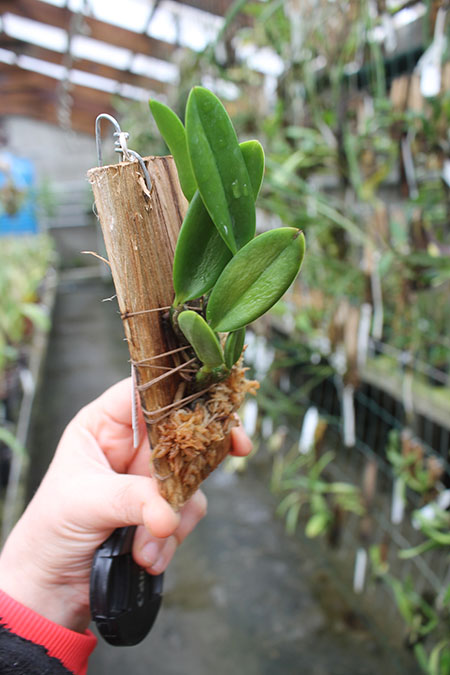 Laelia pumila alba.jpg